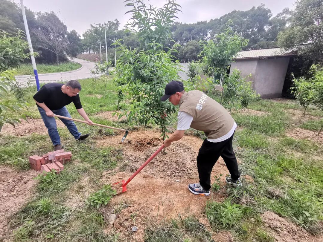 攀家同心树 | 不负时光·为绿充“植”(图18) 攀家同心树 | 不负时光·为绿充“植”(图18)